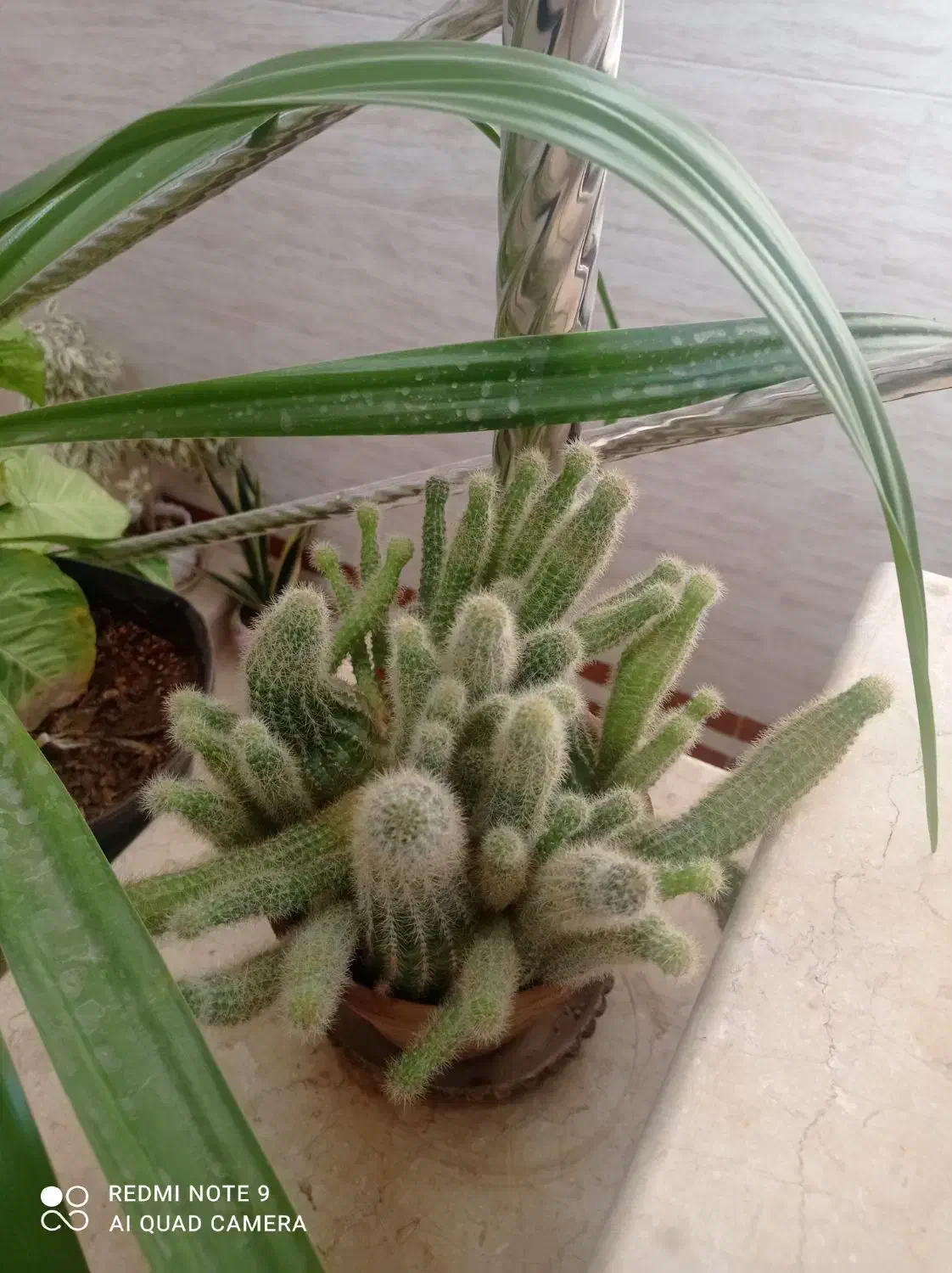 گل های آپارتمانی|گل و گیاه طبیعی|زیباشهر, |دیوار