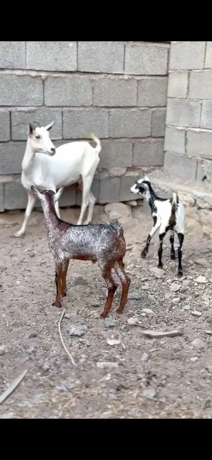 حامله و کوچک|حیوانات مزرعه|سمنان, |دیوار