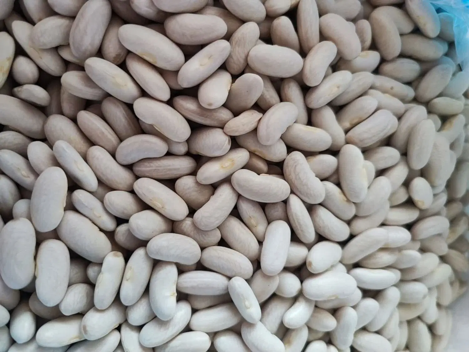 لوبیا|خوردنی و آشامیدنی|لنگرود, |دیوار