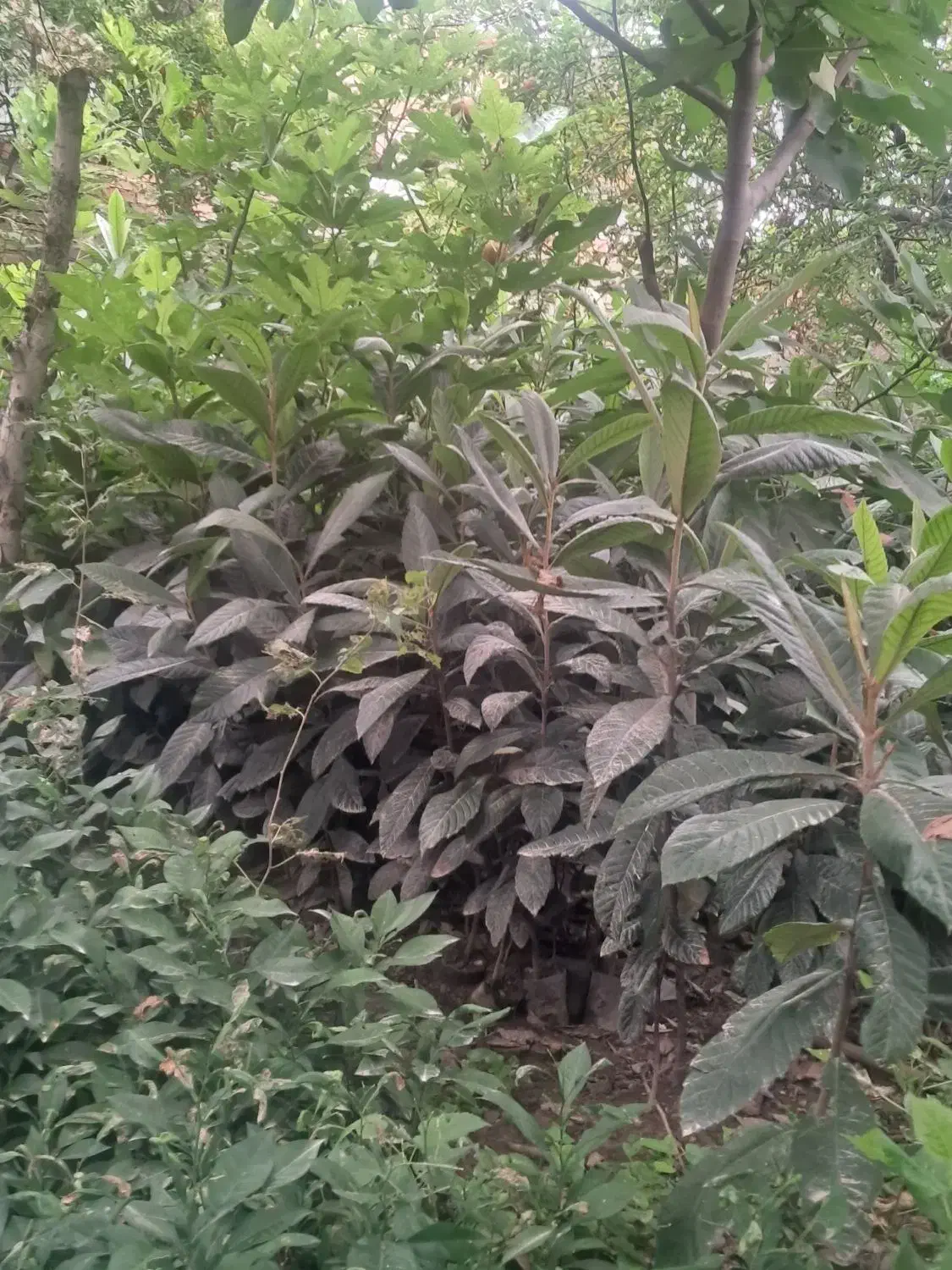 نهال گلدانی|خدمات باغبانی و درختکاری|دلند, |دیوار