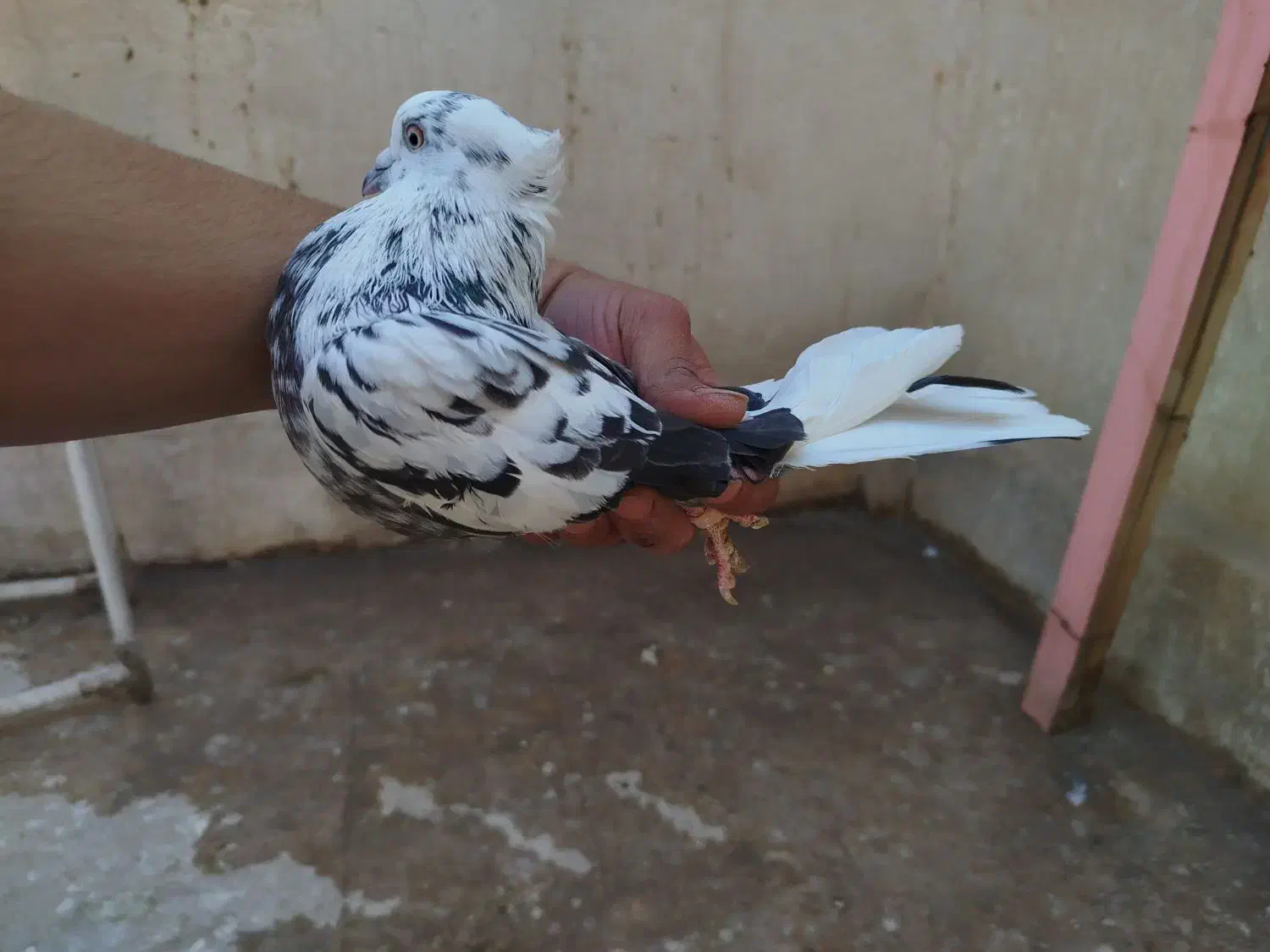 کفتر|پرنده|قم, باغ شریفی|دیوار