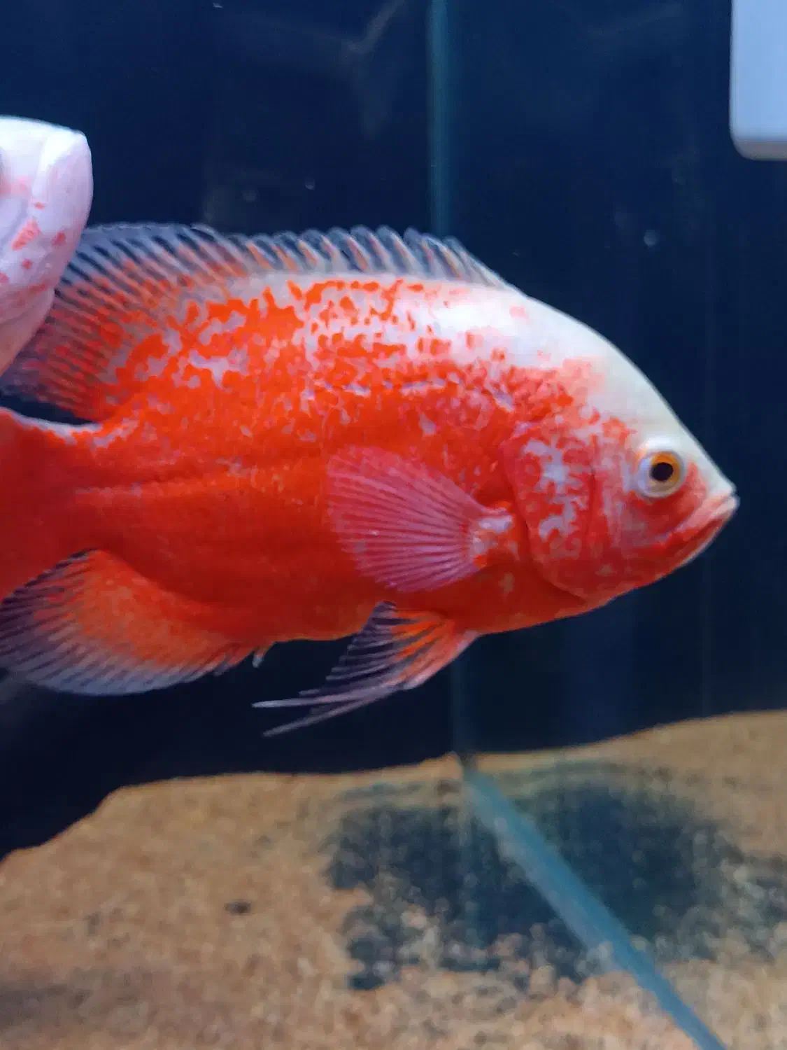 ماهی اسکار|ماهی|فردیس, شهرک شهید حسینی|دیوار