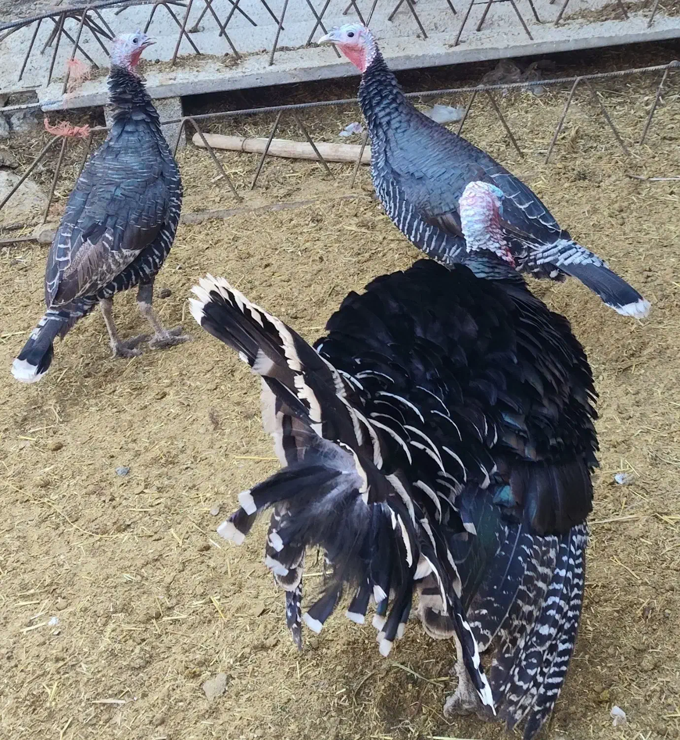 فروش بوقلمون|حیوانات مزرعه|خنداب, |دیوار