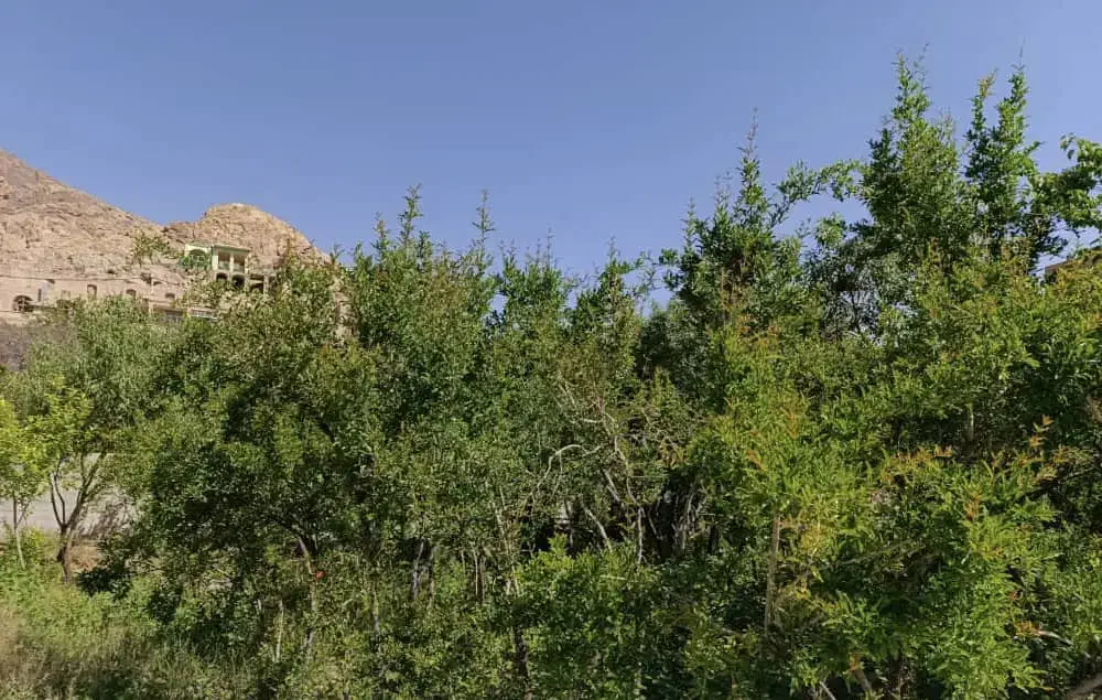 ۴۰۰ متر باغ انار شاهدیه برای دامداری|فروش دفتر صنعتی، کشاورزی، تجاری|زارچ, |دیوار