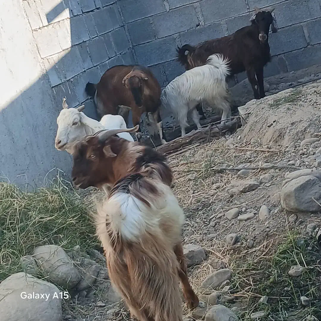 بز کهر رودان|حیوانات مزرعه|رودان, |دیوار