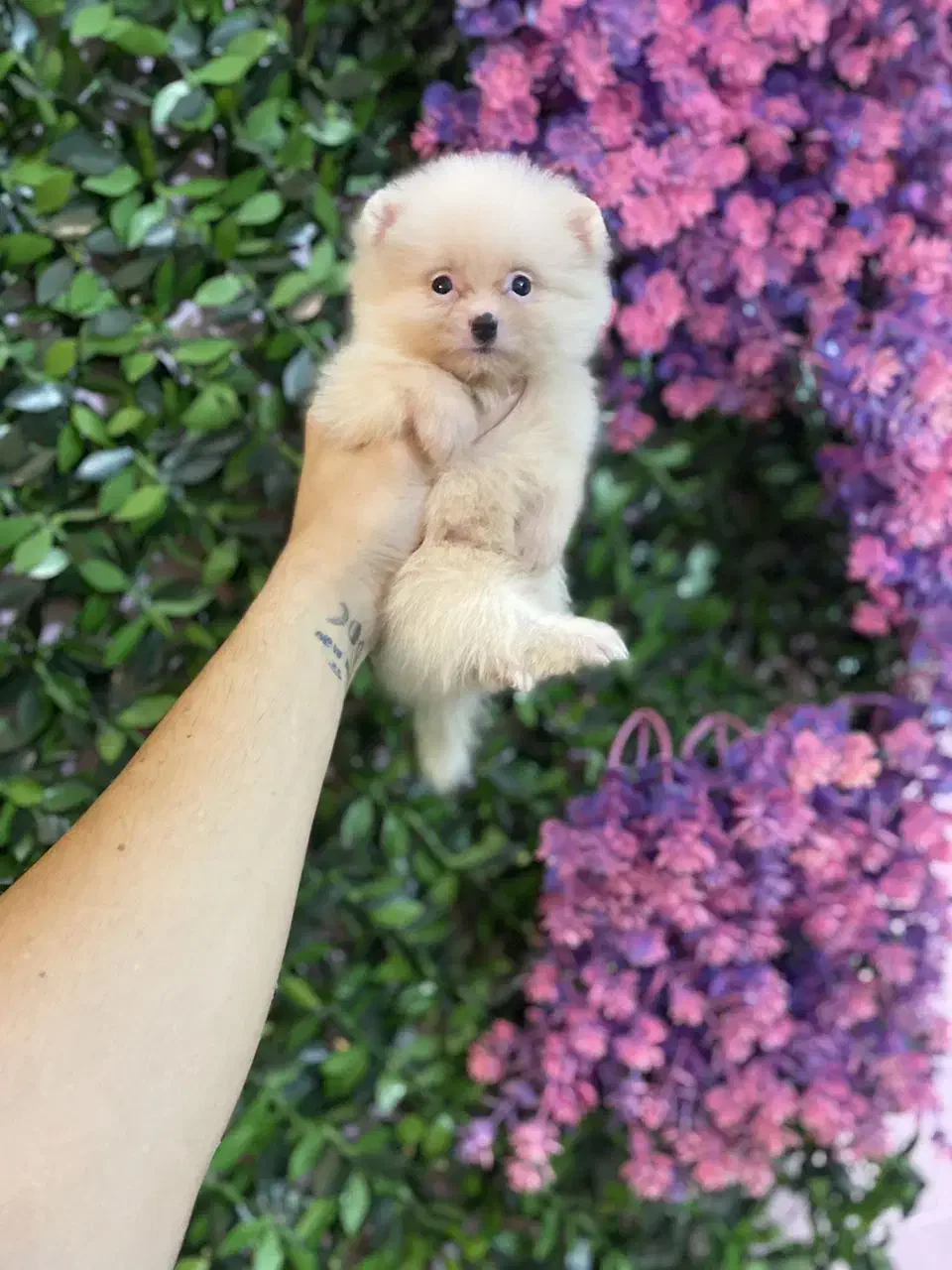 توله پامرانین خرسی یک گوله نمک|سگ|کرج, فاز ۲ مهرشهر|دیوار