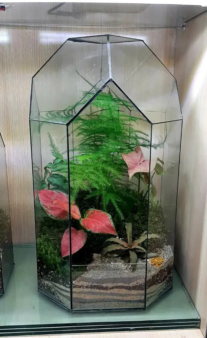 تراریوم،گل،روز مادر،هدیه|گل و گیاه طبیعی|قهدریجان, |دیوار