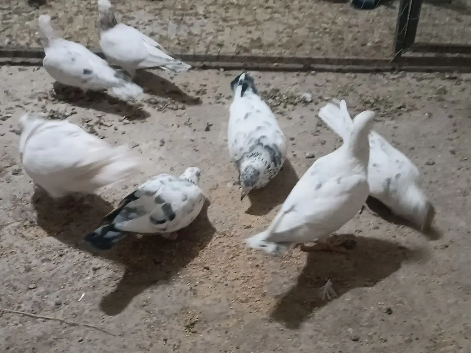 سارنروماده|پرنده|تربتحیدریه, قاسم آباد|دیوار