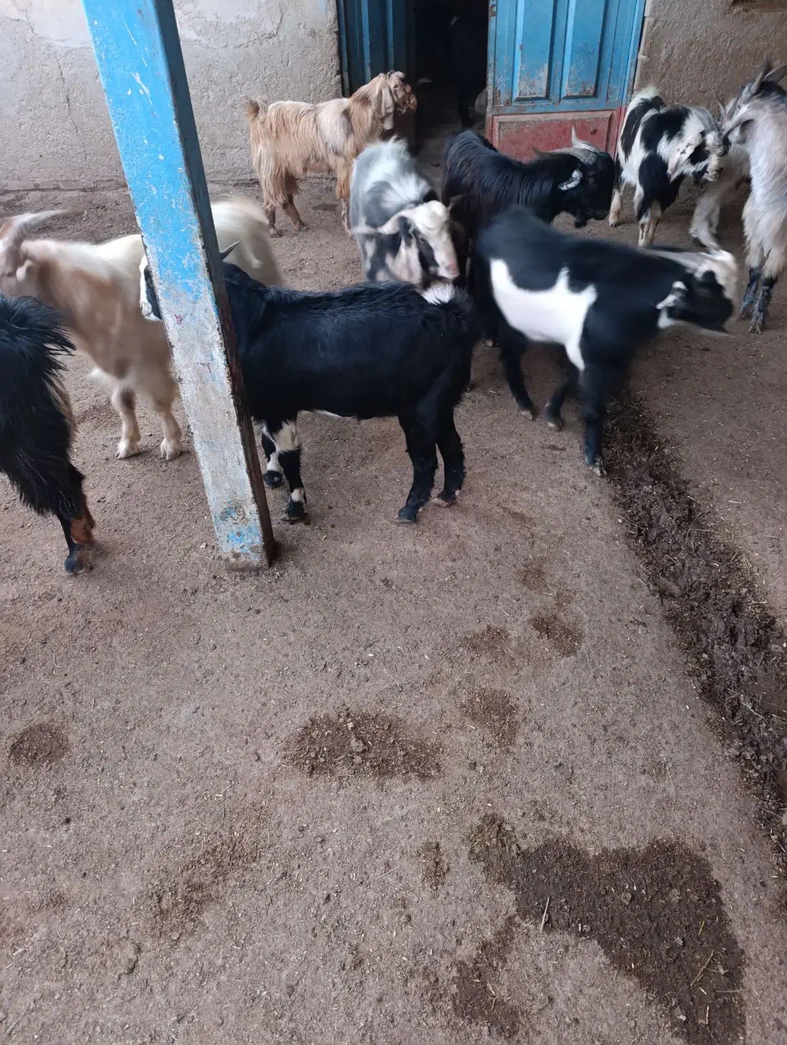 بز نر|حیوانات مزرعه|بندر ماهشهر, |دیوار