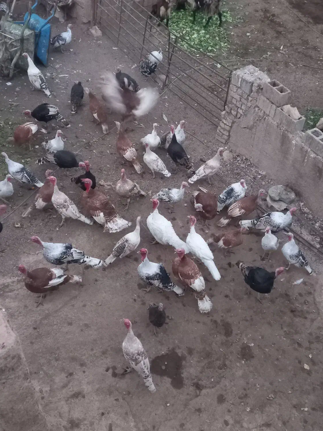 فروش بوقلمون نرو ماده محلی|حیوانات مزرعه|شیراز, کیان آباد|دیوار