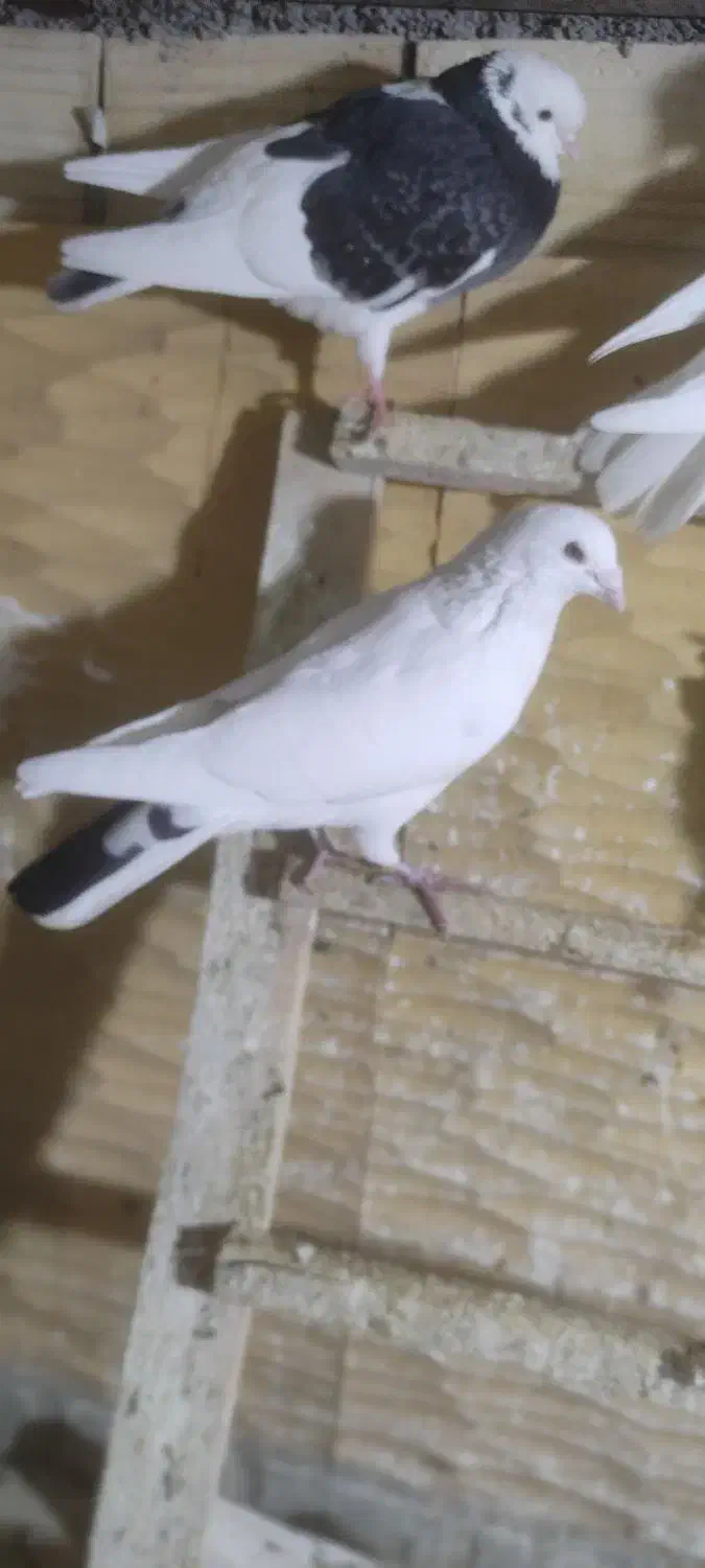 باسلام|پرنده|همدان, |دیوار