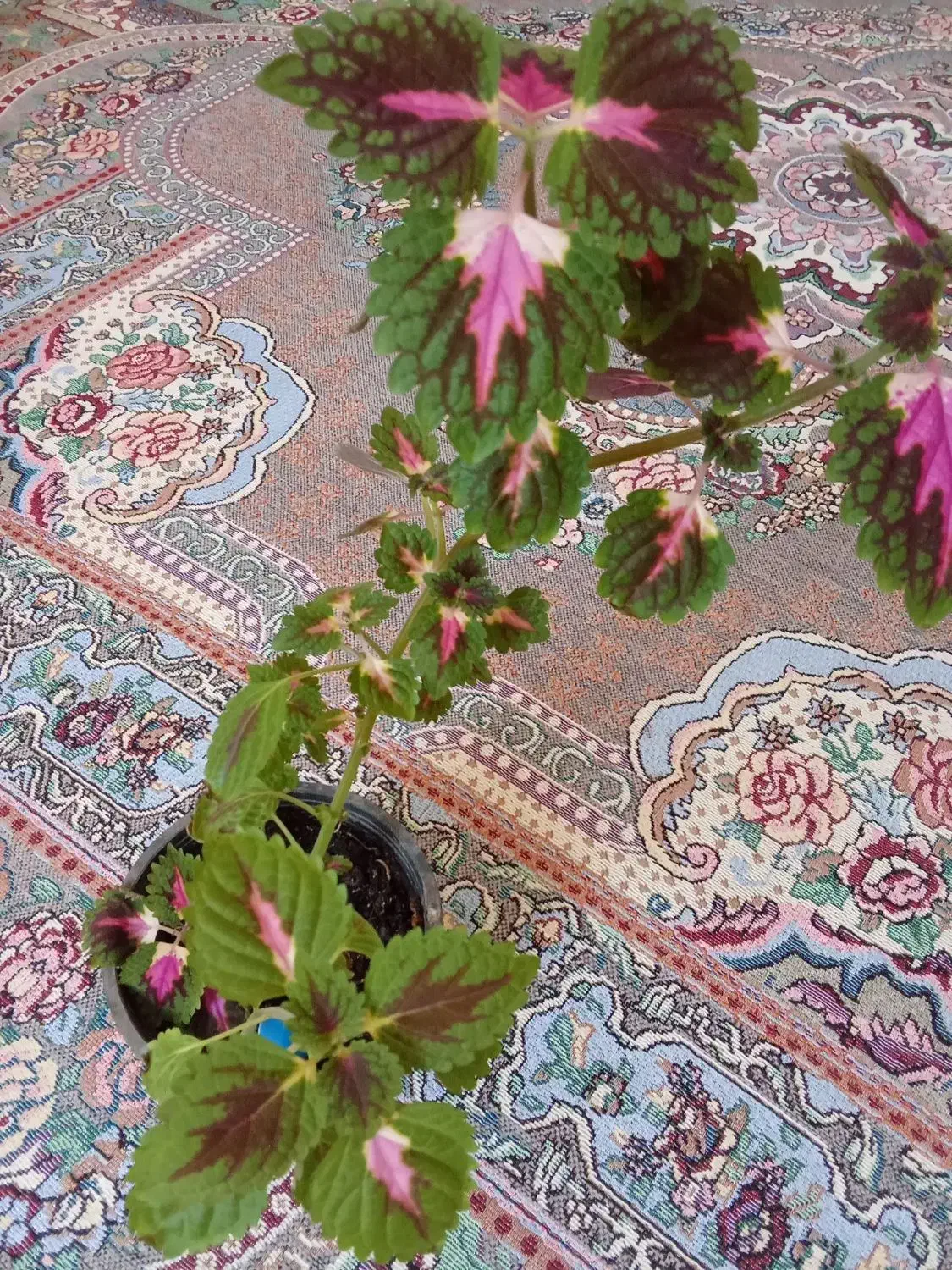 گل پتوس|گل و گیاه طبیعی|بیرجند, |دیوار