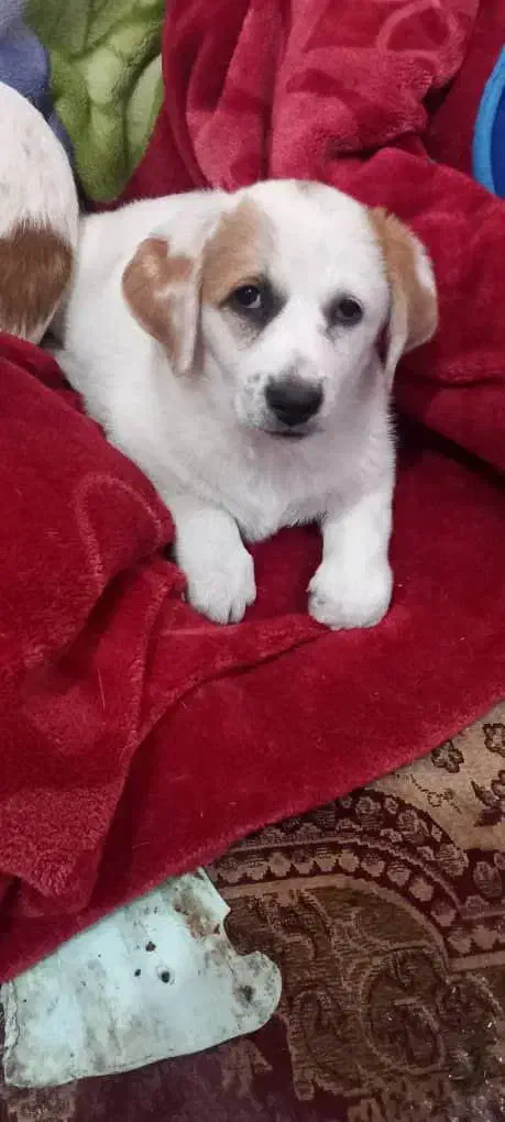 سگ پاکوتاه|سگ|رفسنجان, |دیوار