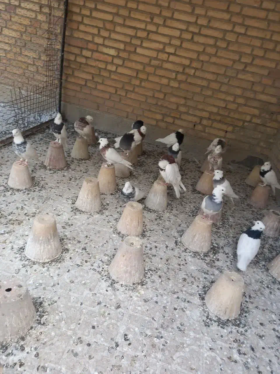 توضیحات کبوتر زینتی دارو طوقی کاکلی پاپر نقش رنگی|پرنده|آمل, |دیوار