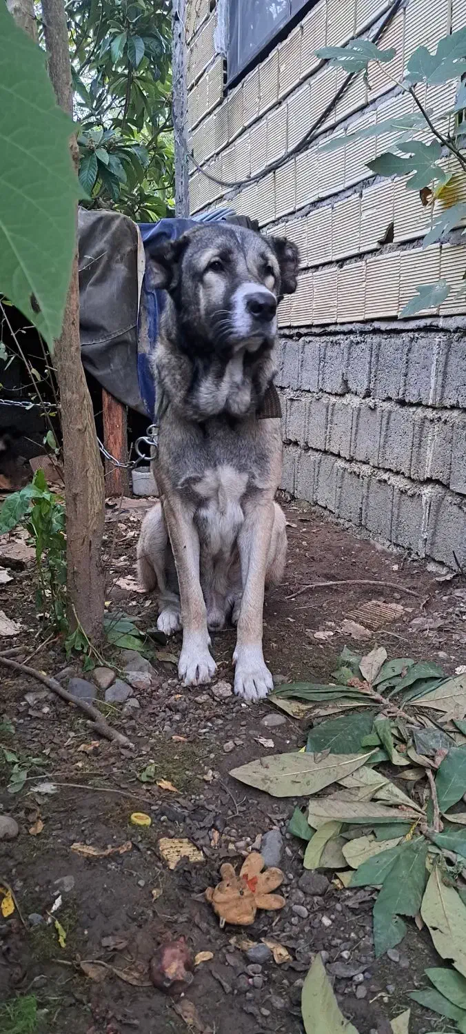 سگ سراب|سگ|آستانه اشرفیه, |دیوار