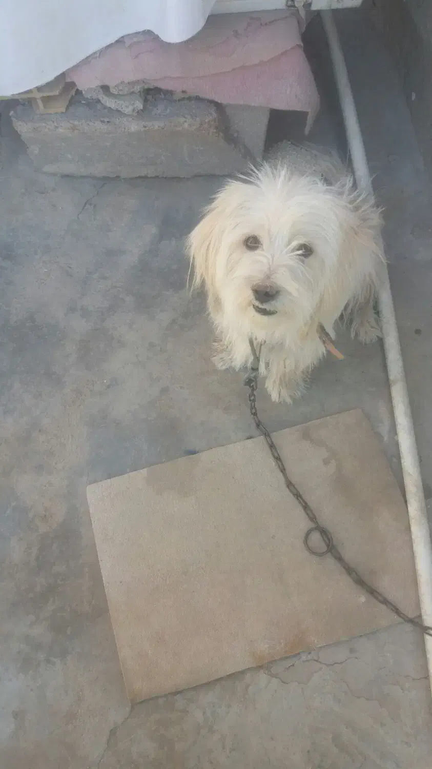 سگ پشمالو|سگ|مسجد سلیمان, |دیوار