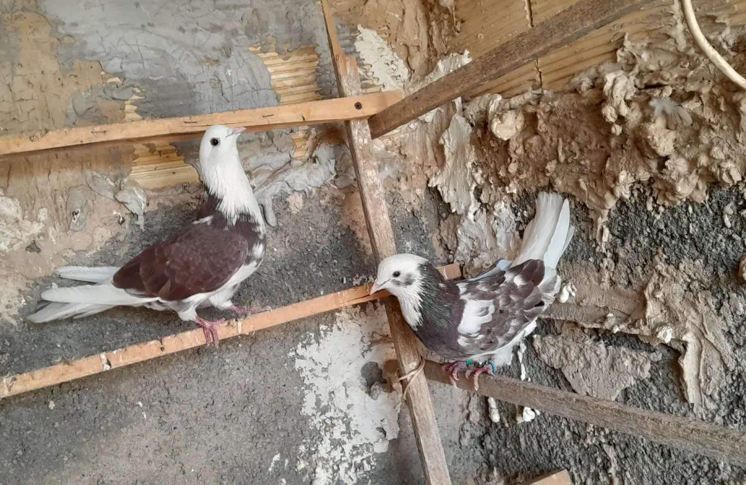 کفتر درجه یک ضمانتی|پرنده|رباط‌کریم, انجم آباد|دیوار