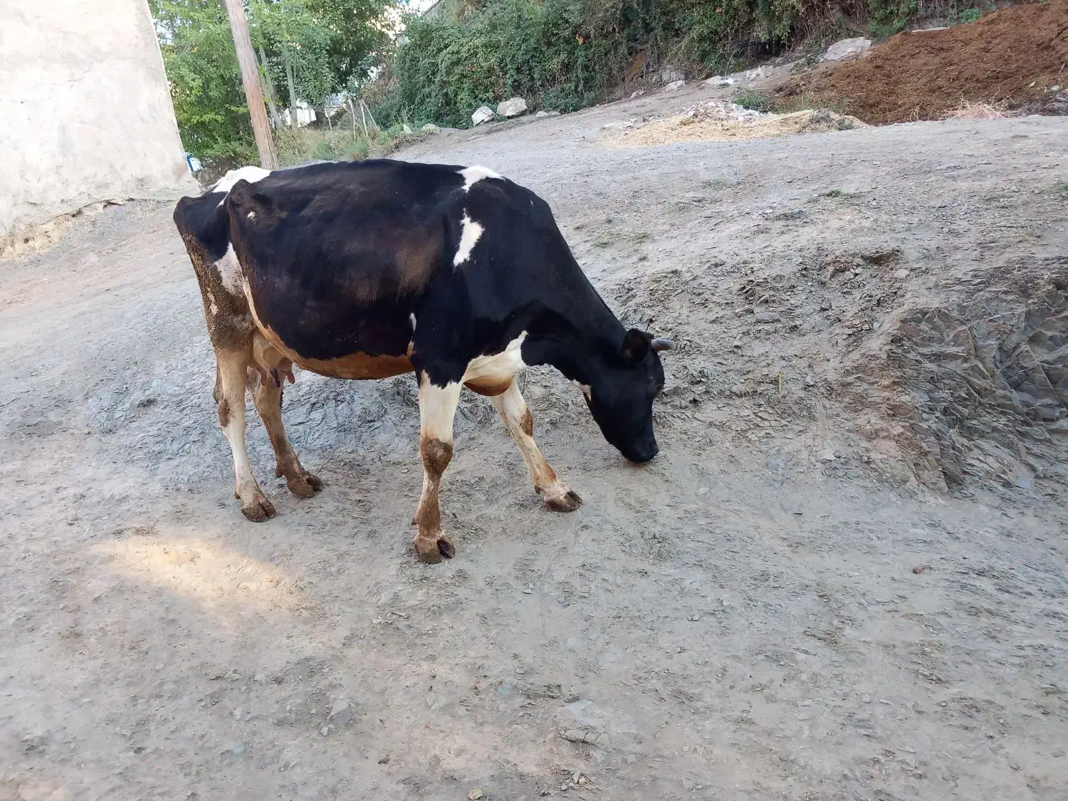 گاو ماده همراه گوساله اش|حیوانات مزرعه|موچش, |دیوار