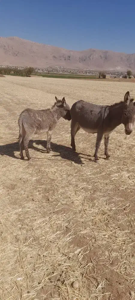 تعداددومادهخرویکنرخربفروشمیرسد|حیوانات مزرعه|بلداجی, |دیوار