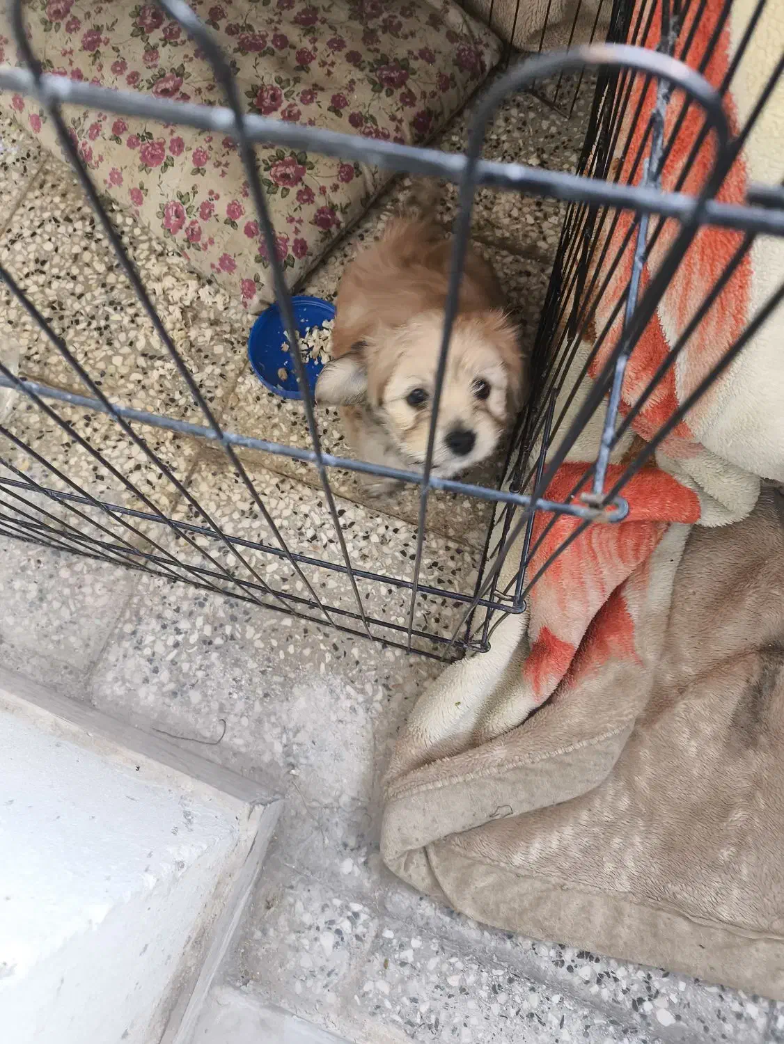 سگ شیتزو تریر سه ماهه|سگ|صدرا-فارس, فاز ۱|دیوار