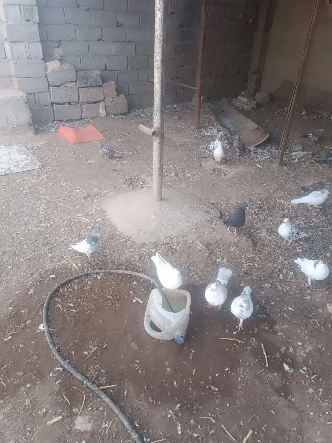 کبوتر فروشی|پرنده|جوین, |دیوار