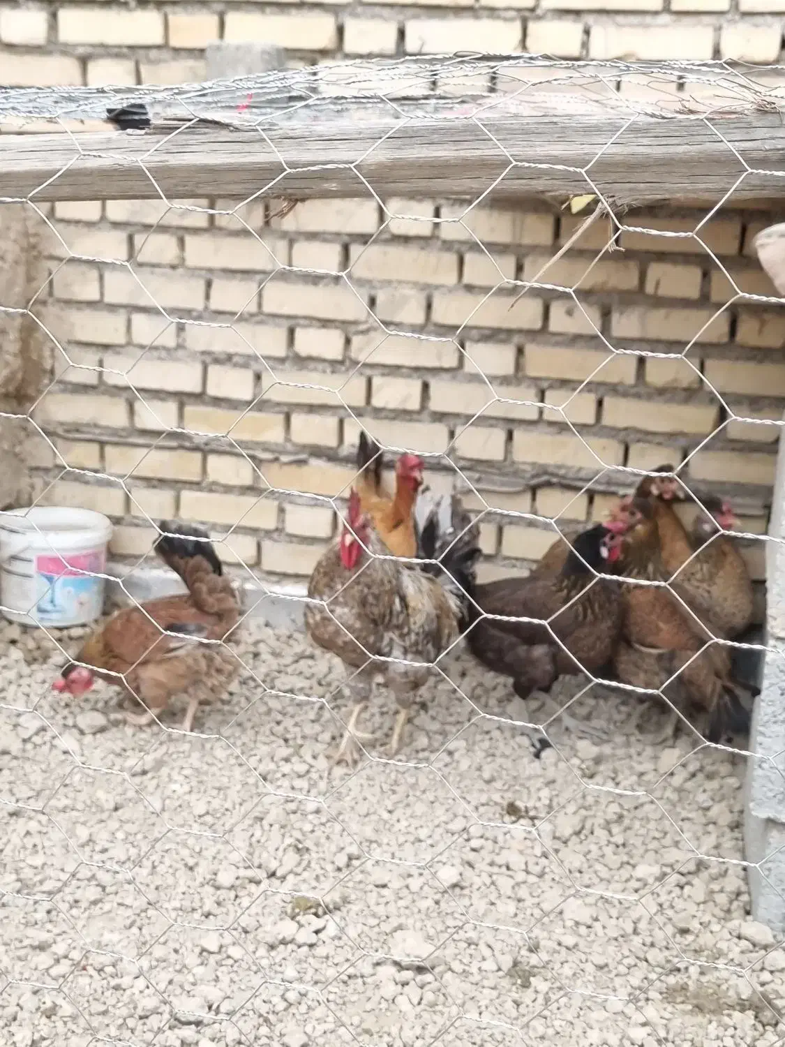 فروش مرغ و خروس|حیوانات مزرعه|شادگان, |دیوار