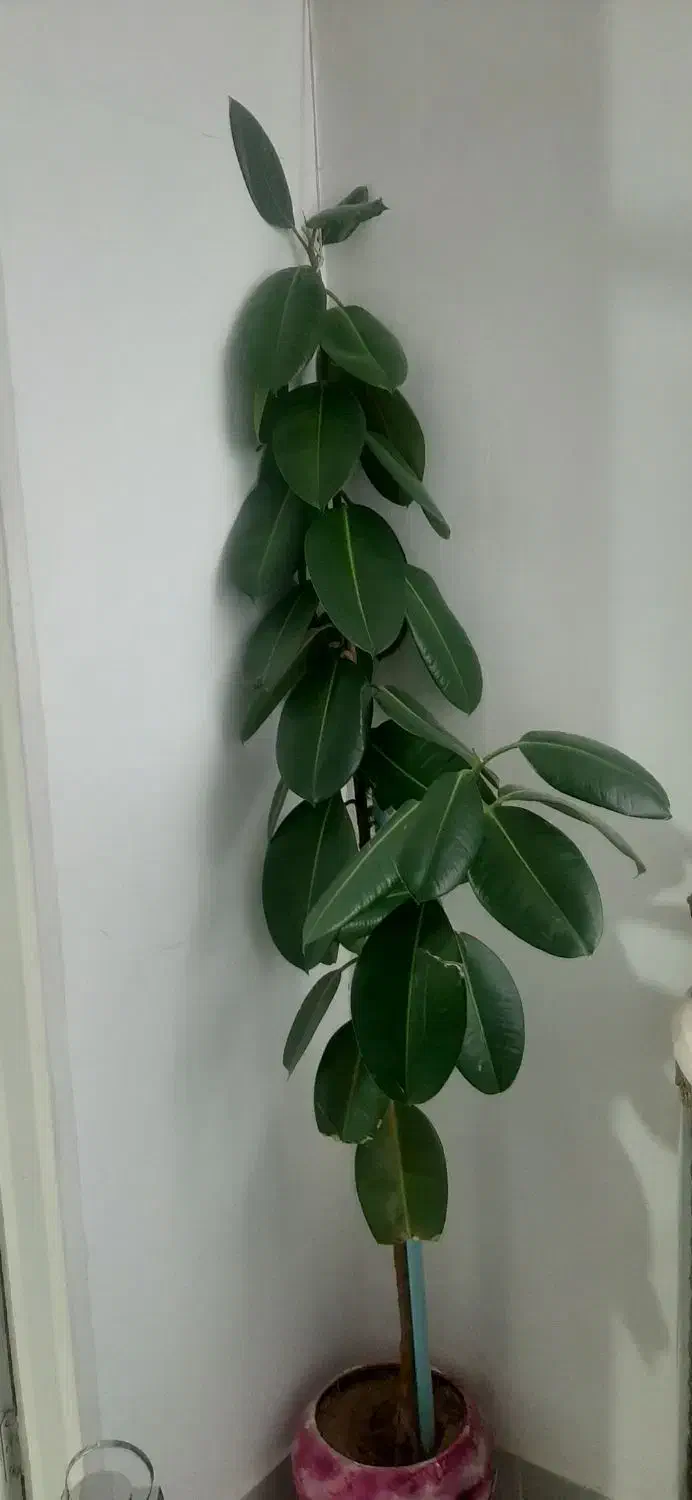 سلام گل طبیعی|گل و گیاه طبیعی|کرمانشاه, |دیوار