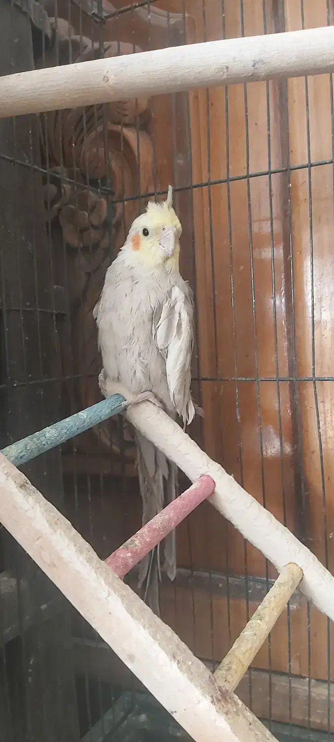 عروس هلندی|پرنده|خمینی‌شهر, |دیوار