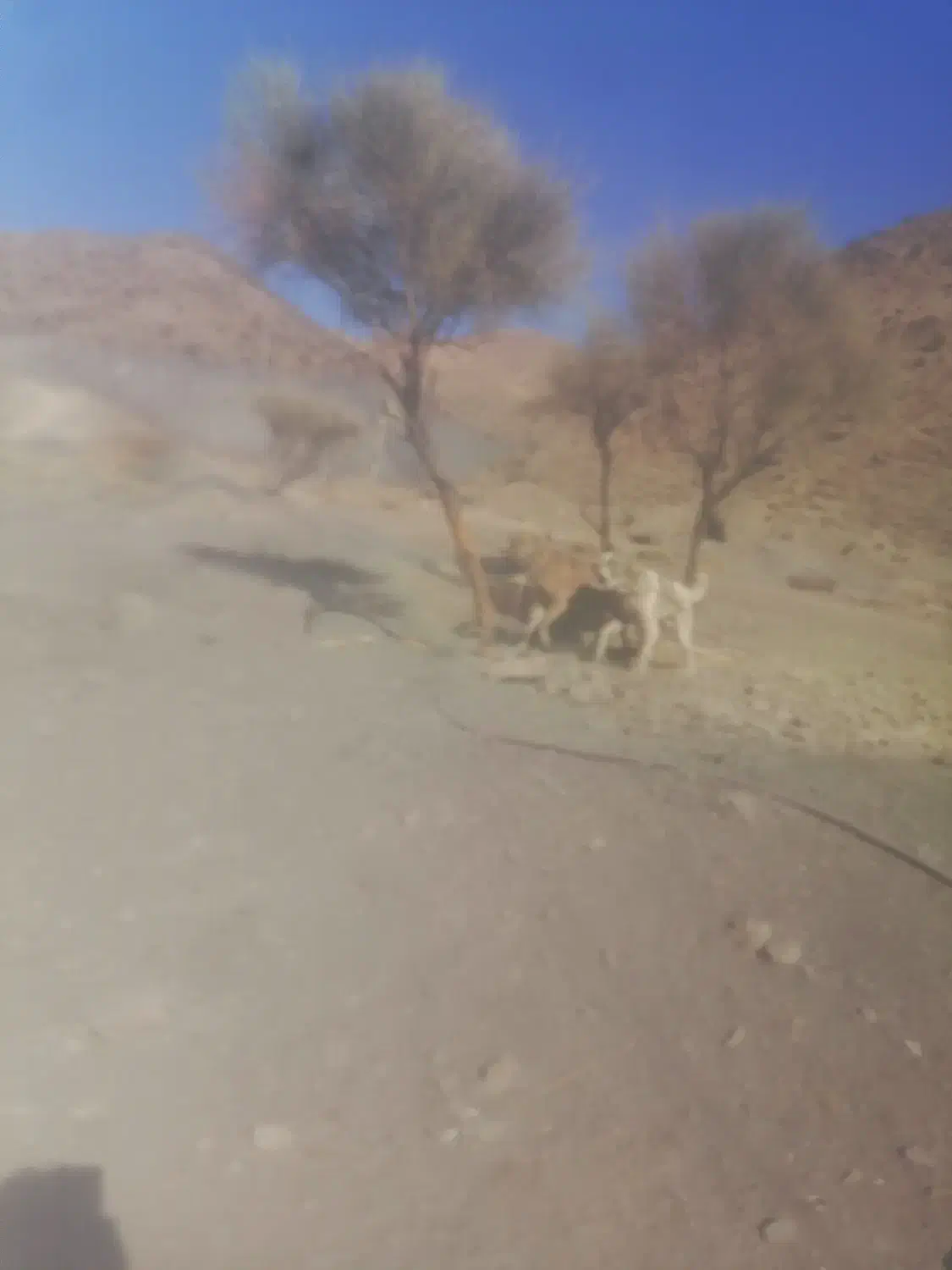 سگ سراب افغان|سگ|زرند, |دیوار