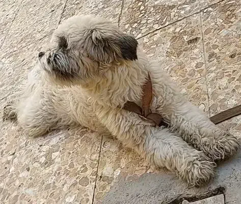 سگ خانگی|حیوانات|رامهرمز, |دیوار