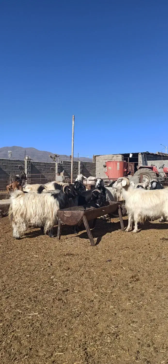 بز کردی مهابادی اصل|حیوانات مزرعه|بسطام, |دیوار