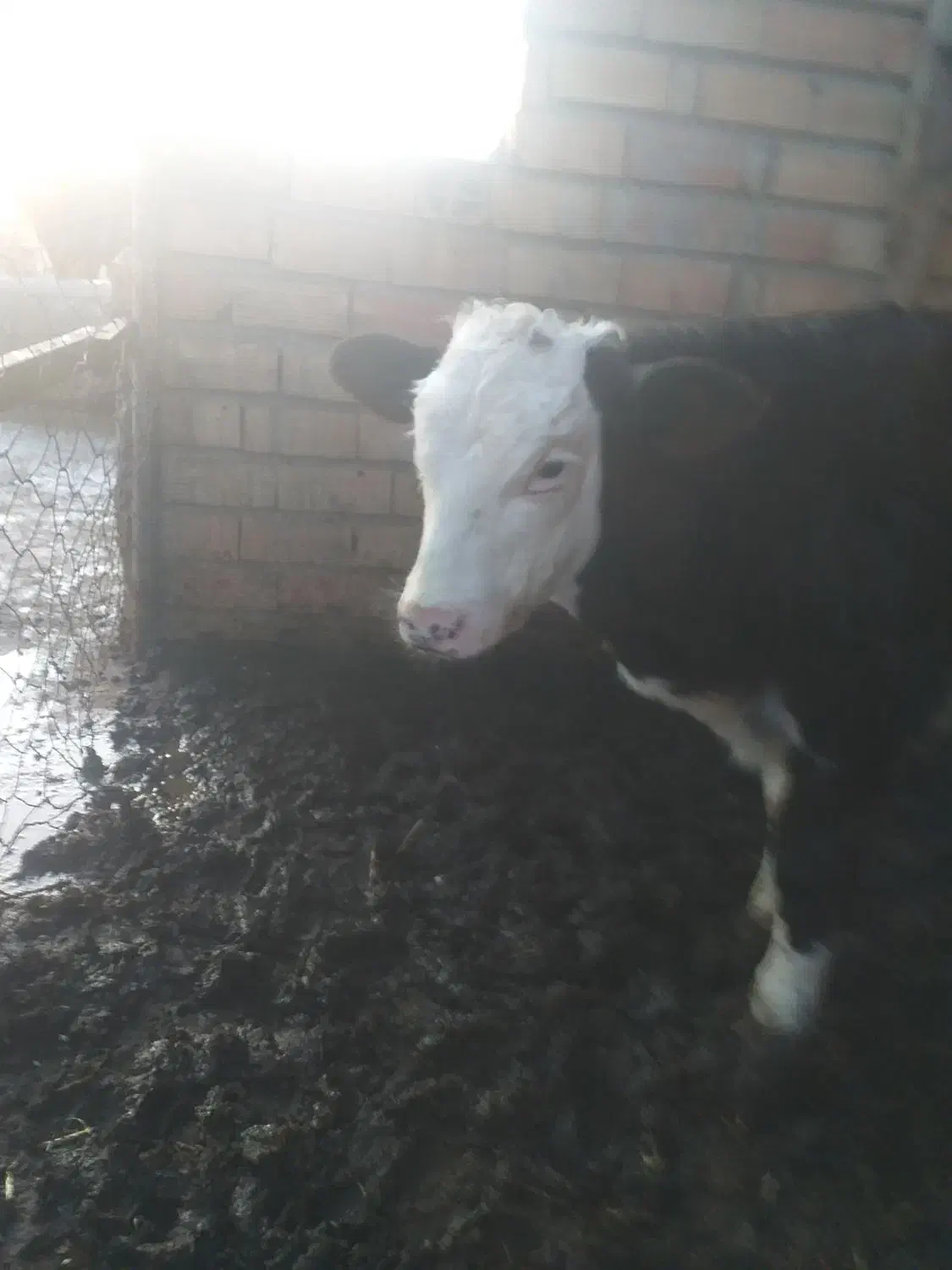 گوساله نر سیمینتال شیر خوار وهم خوراک خور ۳ماهه|حیوانات مزرعه|بندر ترکمن, |دیوار