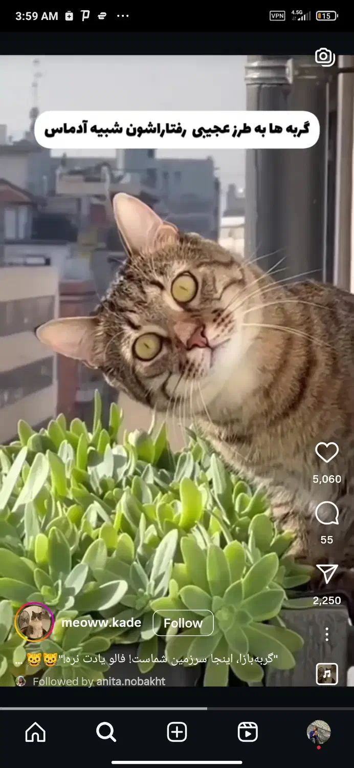 گربه|گربه|تهران, نیلوفر|دیوار