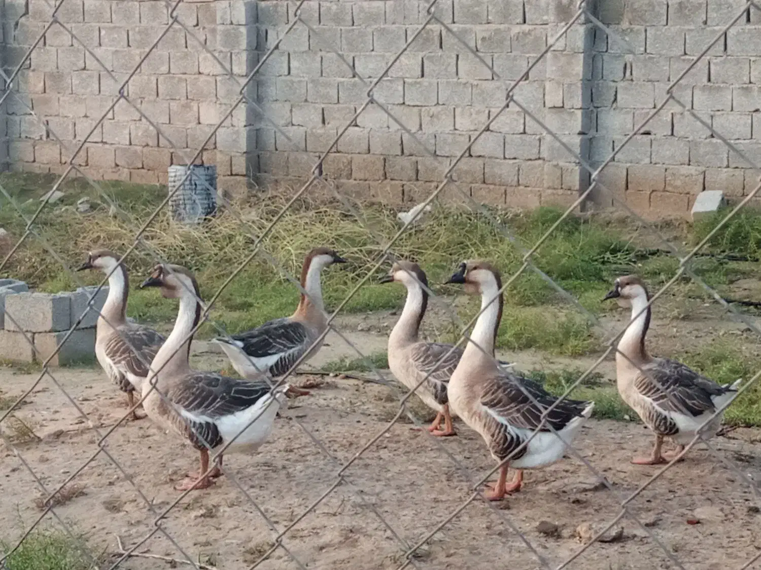 قوغاز|حیوانات مزرعه|بندر گناوه, |دیوار