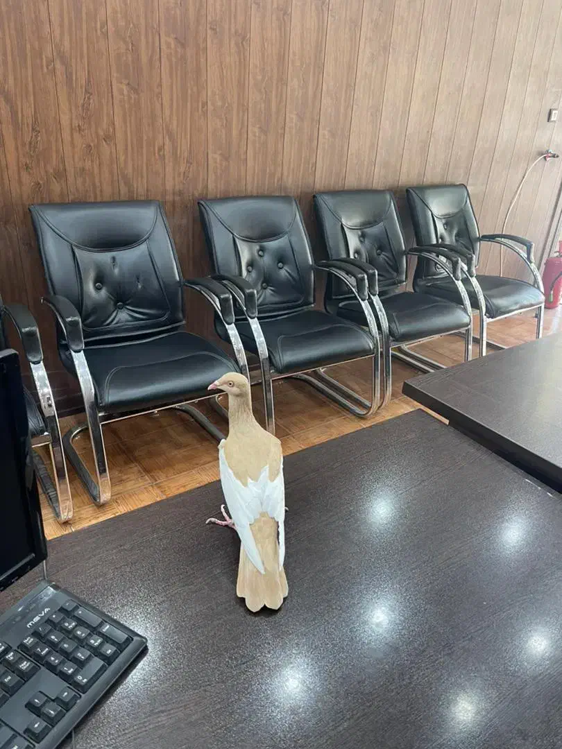 یهودی خارجی همه چی تموم|پرنده|شیراز, امام حسین|دیوار