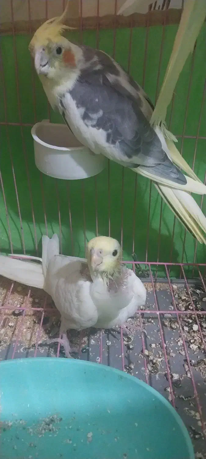 عروس هلندی با جوجه ۴۰روزه|پرنده|قزوین, |دیوار