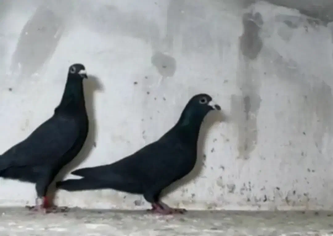 پلاکی مسافتی زاغ|پرنده|تهران, فلسطین (میدان انقلاب)|دیوار