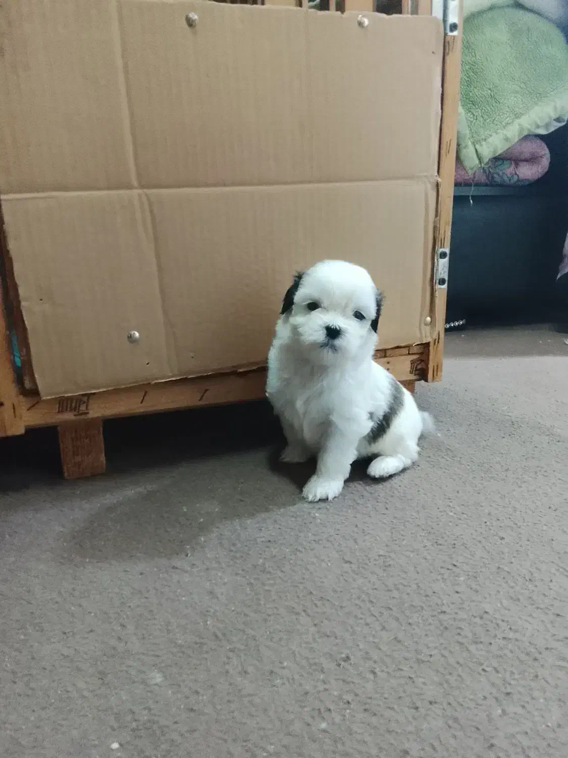 سگ شیت سوگ|سگ|رشت, پیرکلاچای|دیوار