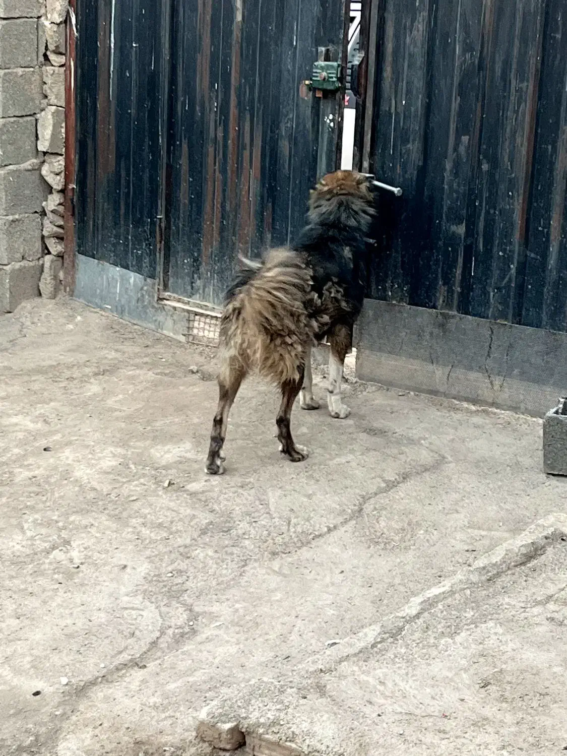 سگ سراب قدرجونی گرگی|سگ|ری, دیلمان|دیوار