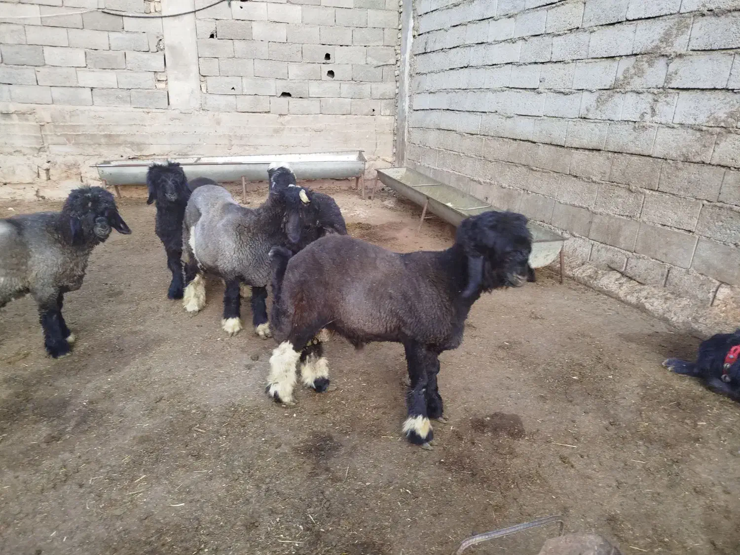 5 عدد بره تخمی عتیقه ،|حیوانات مزرعه|کوهرنگ, |دیوار