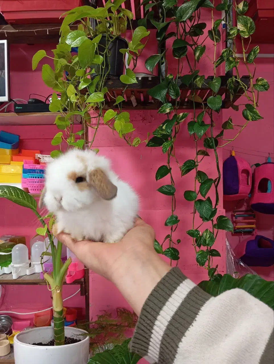 خرگوش لوپ لپ ناز و زیبا|موش و خرگوش|محمودآباد, |دیوار