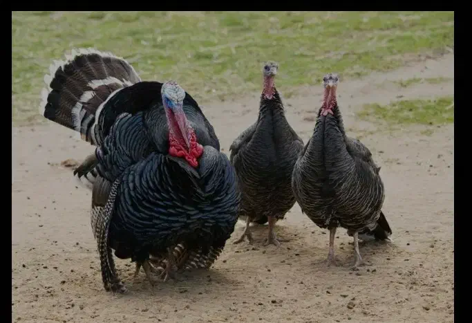 تعدادی بوقلمون و مرغ شاخدار|حیوانات مزرعه|پلدختر, |دیوار