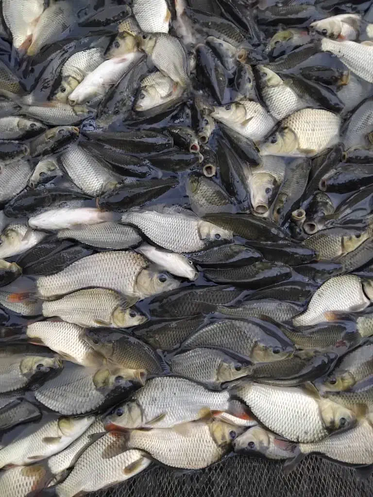 بچه ماهی کپور طلایی|ماهی|خرمآباد, |دیوار