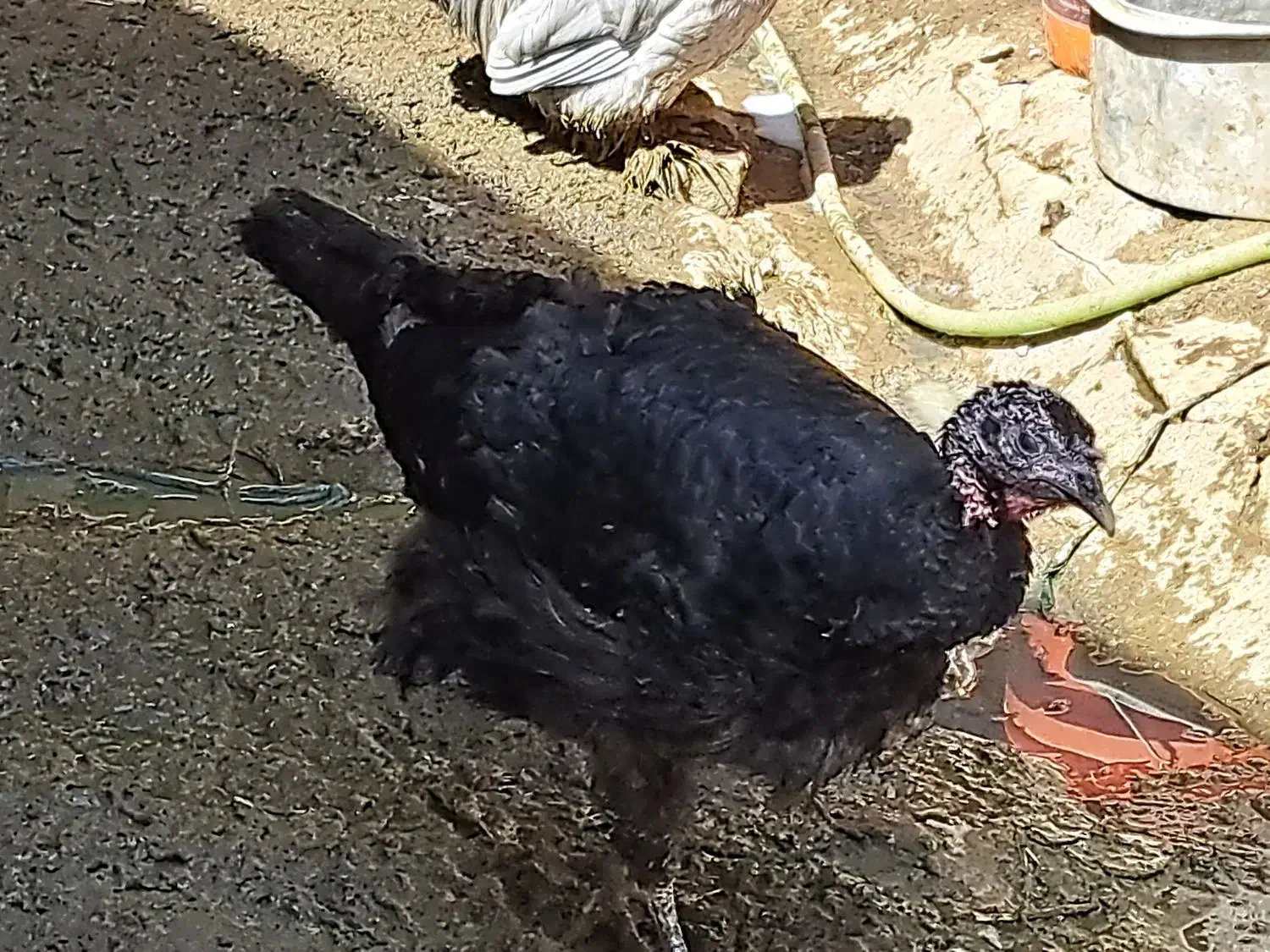 فروش یک عددبوقلمون ماده بالغ|حیوانات مزرعه|قزوین, |دیوار