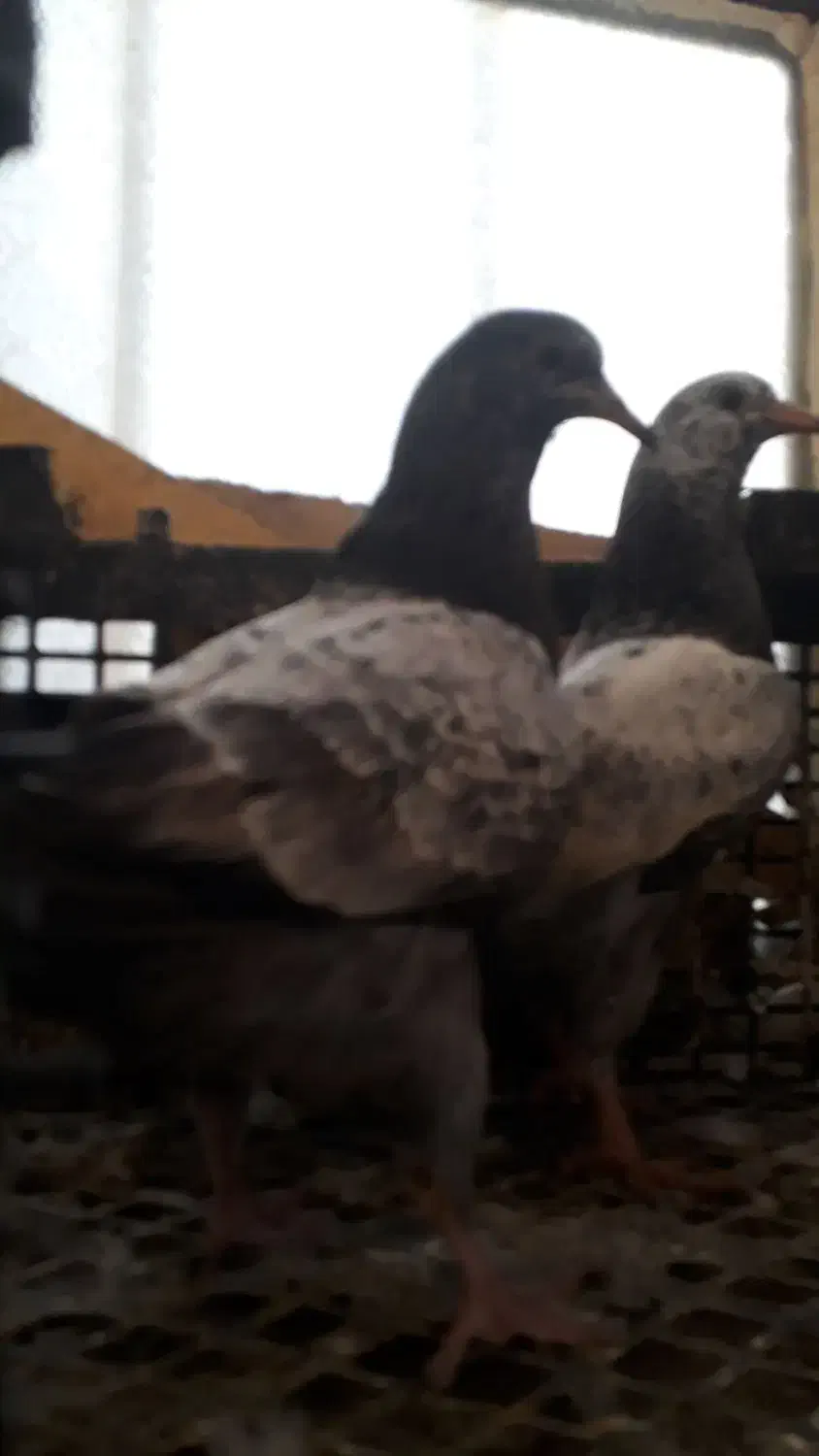 کبوتر|پرنده|مسجد سلیمان, |دیوار