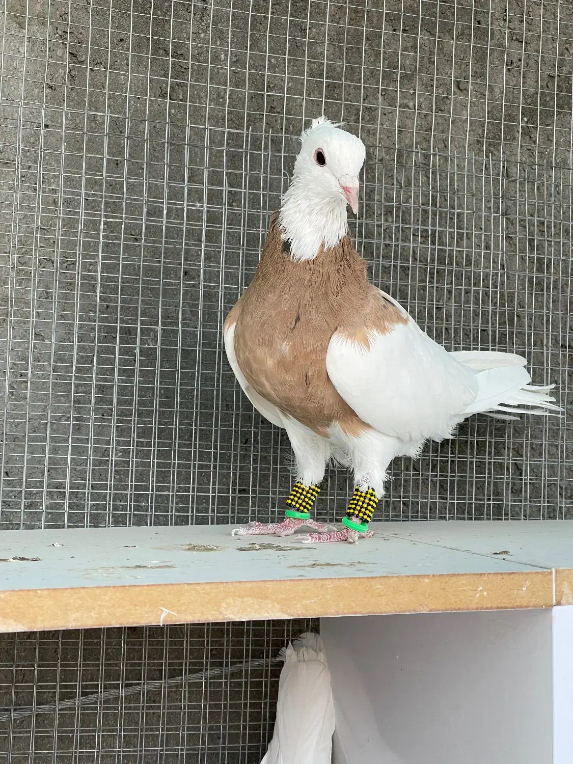 طوقی|پرنده|ورزنه, |دیوار