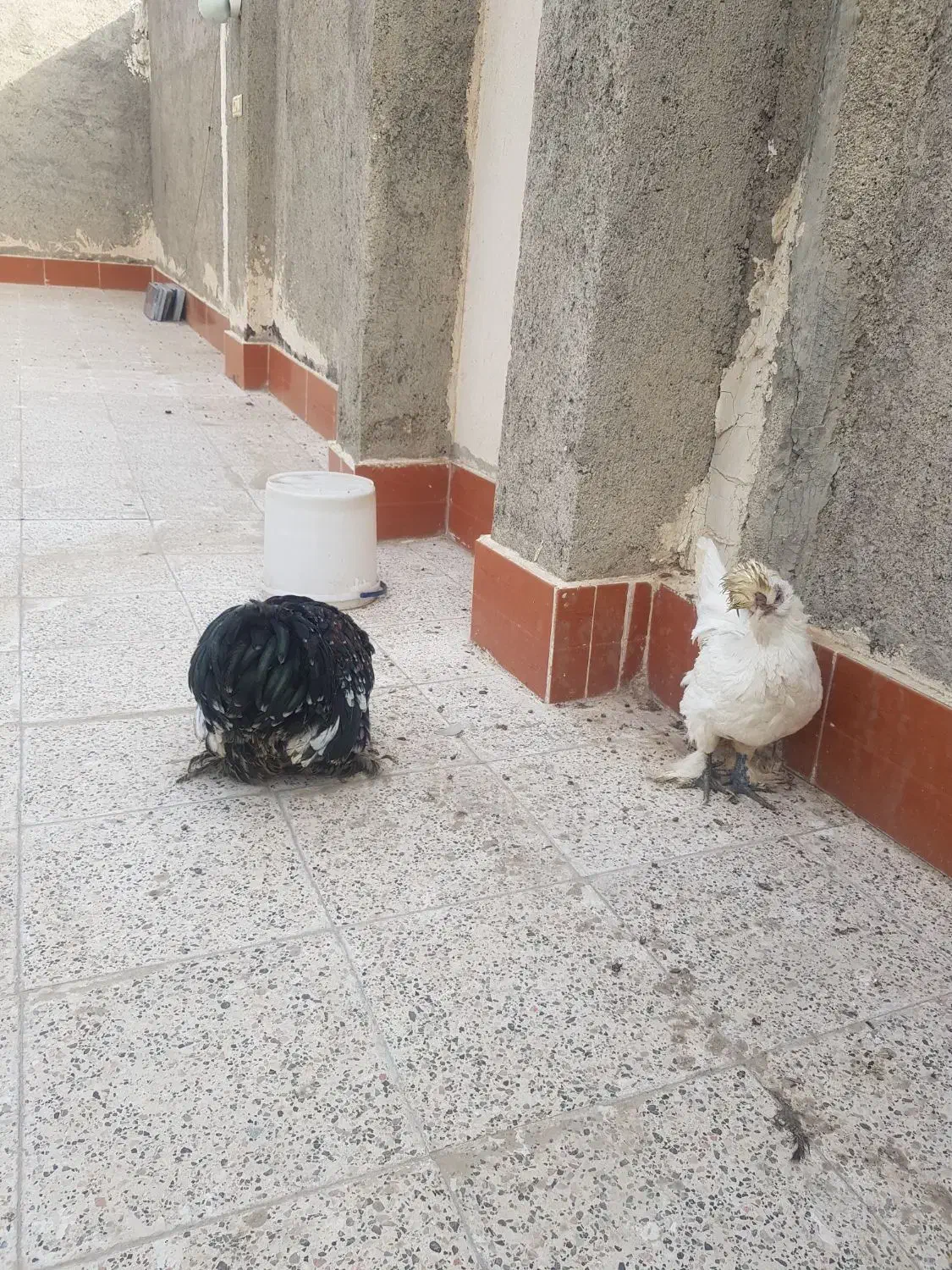 ابریشمی و خروس کوشین|حیوانات مزرعه|مشهد, امیر المومنین|دیوار