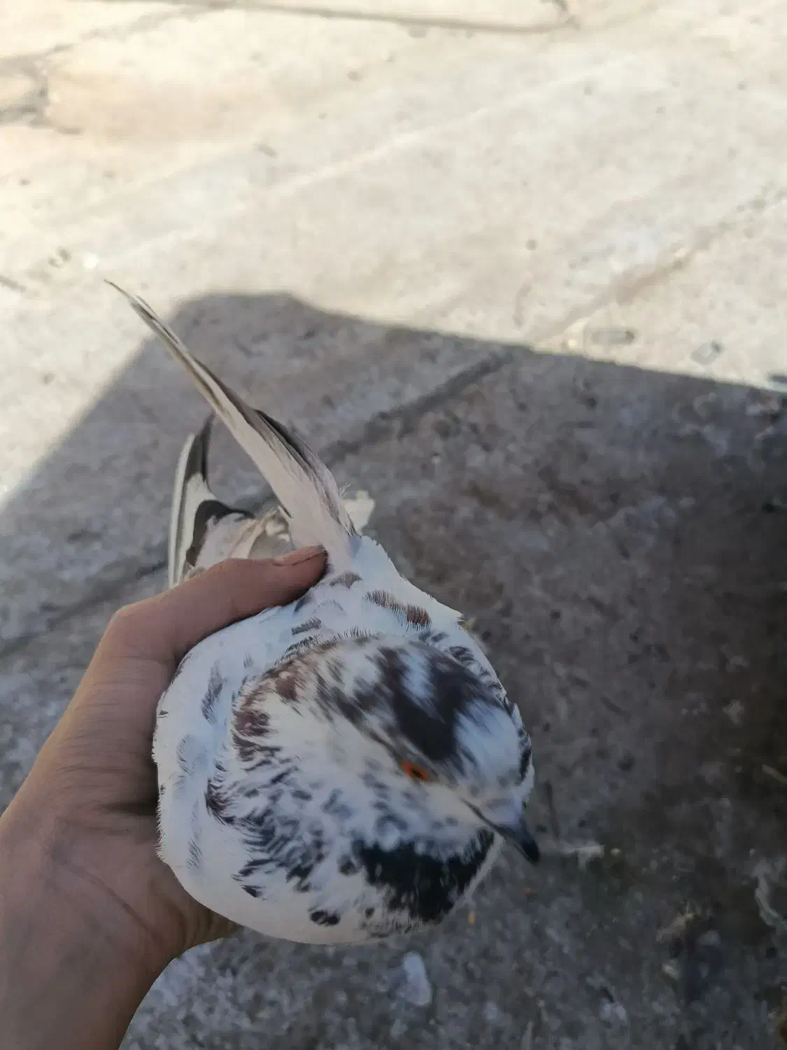 کفتر گمشده|حیوانات|تهران, مشیریه|دیوار