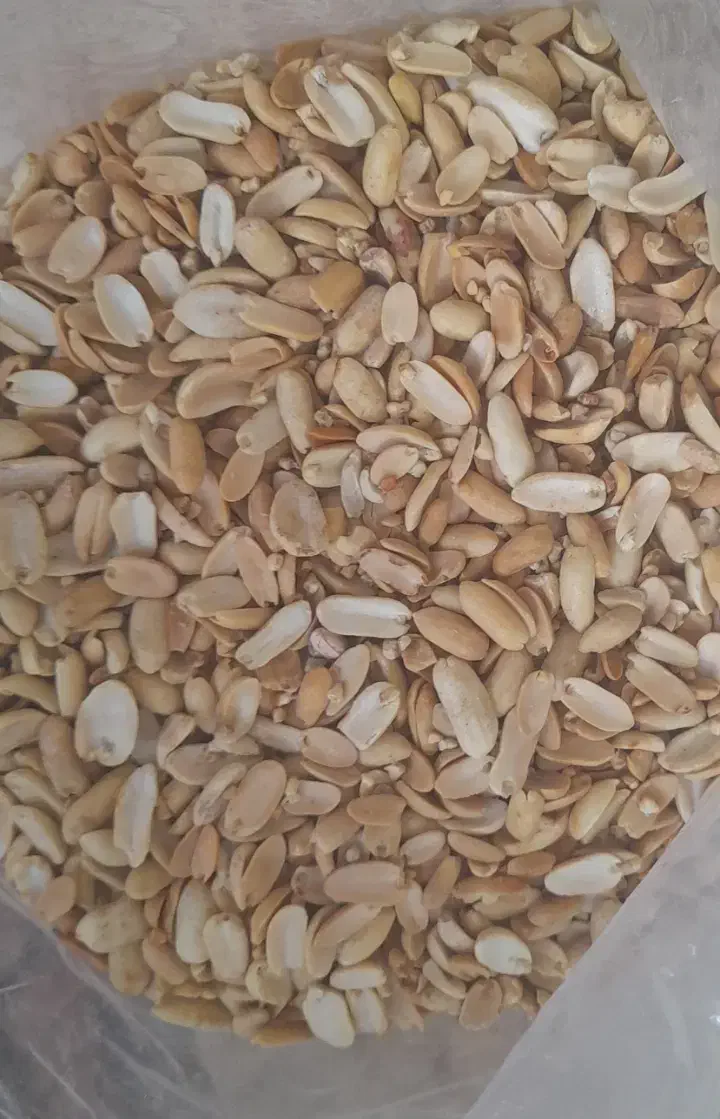 خلال بادام زمینی برای کره‌وبادام‌زمینی|عمده‌فروشی|آستانه اشرفیه, |دیوار