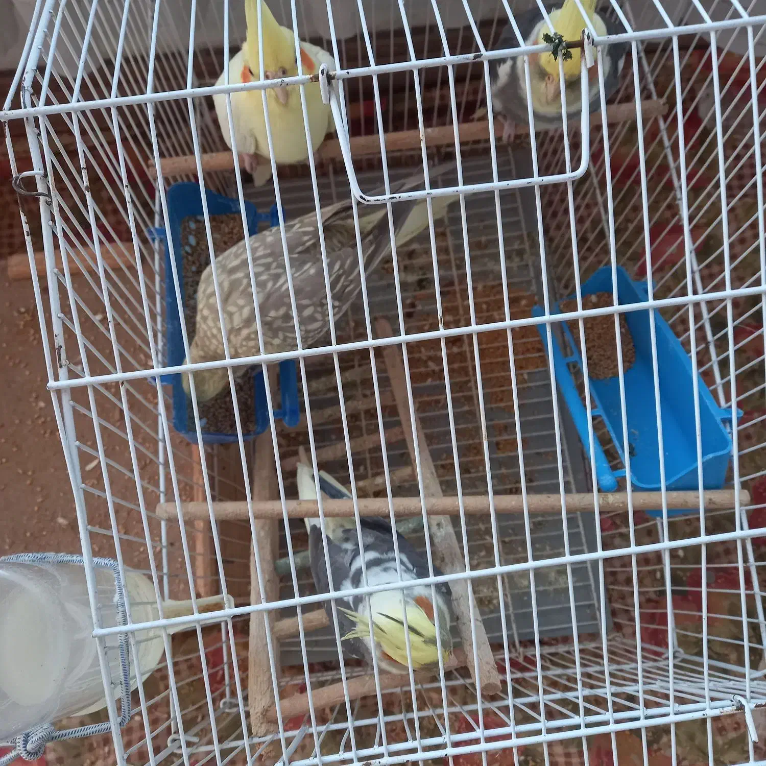 یک جفت عروس هلندی نر و ماده|پرنده|کیاشهر, |دیوار